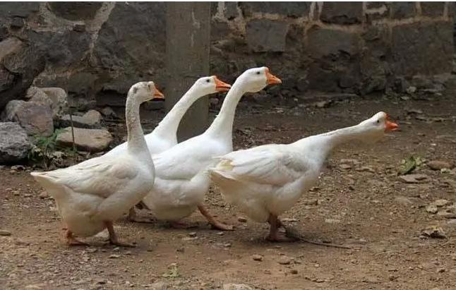 QQ圖片20250609110139.png QQ圖片20250609110139.png