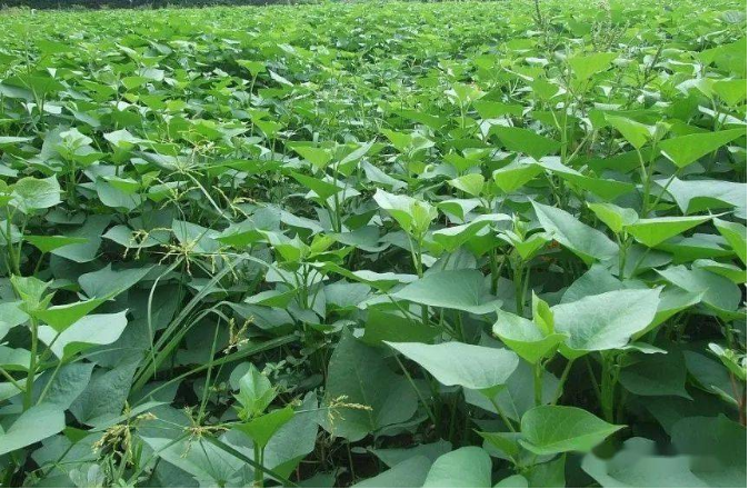 QQ圖片20250409104153.png QQ圖片20250409104153.png