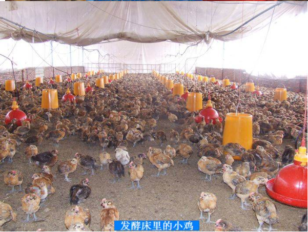 活力發(fā)酵床3.png 活力發(fā)酵床3.png