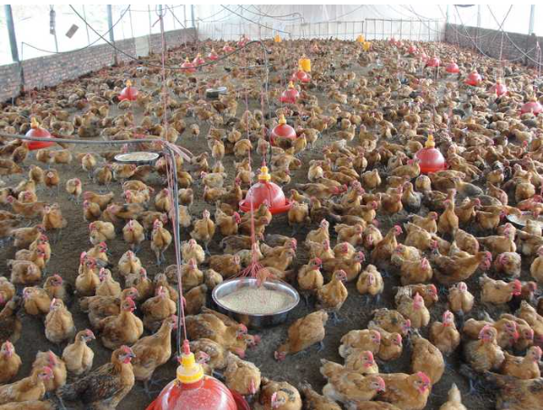 活力發(fā)酵床4.png 活力發(fā)酵床4.png