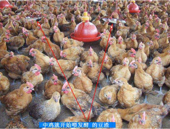 活力發(fā)酵床7.png 活力發(fā)酵床7.png