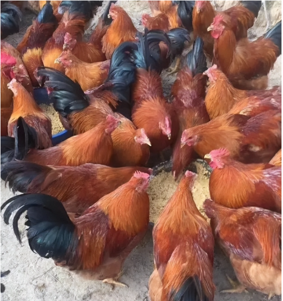 活力發(fā)酵床12.png 活力發(fā)酵床12.png