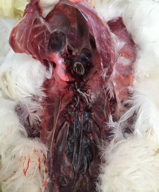 7C92927C67983F1A0DEB3F255BB24B09.png 7C92927C67983F1A0DEB3F255BB24B09.png