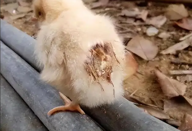 QQ圖片20250707101346.png QQ圖片20250707101346.png