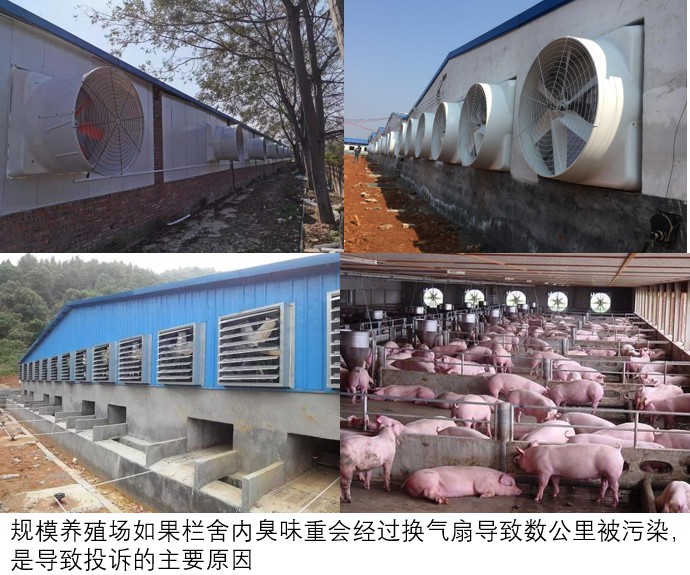 規模養殖場如果欄舍內臭味重會經過換氣扇導致數公里被污染,是導致投訴的主要原因.jpg 規模養殖場如果欄舍內臭味重會經過換氣扇導致數公里被污染,是導致投訴的主要原因.jpg