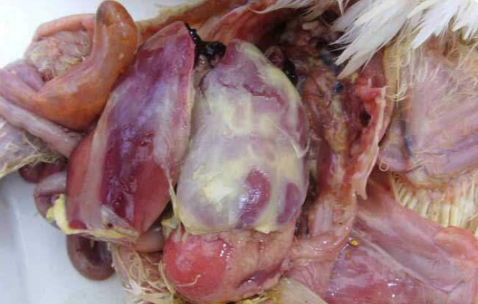 QQ圖片20250722121827.png QQ圖片20250722121827.png