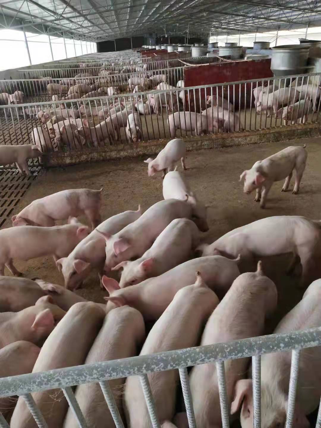 養豬案例1.jpg 養豬案例1.jpg