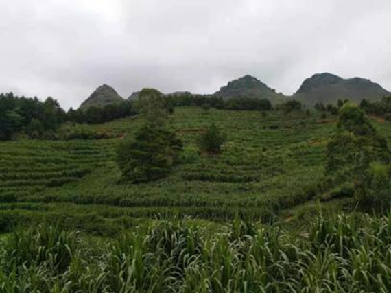 31日案例2.png 31日案例2.png