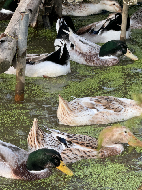 17283160418656202.png 17283160418656202.png