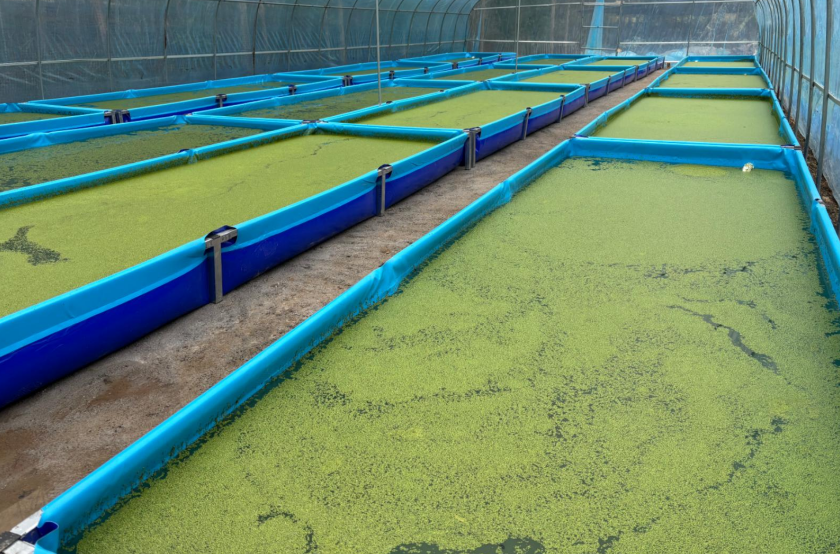 17451579709115980.png 17451579709115980.png