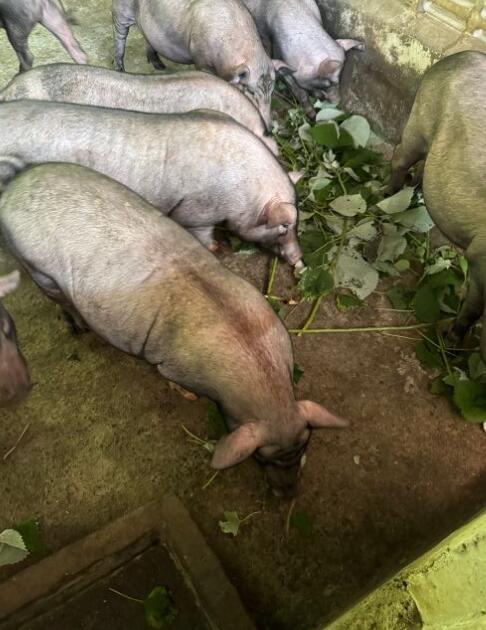 QQ圖片20250801124002.jpg QQ圖片20250801124002.jpg