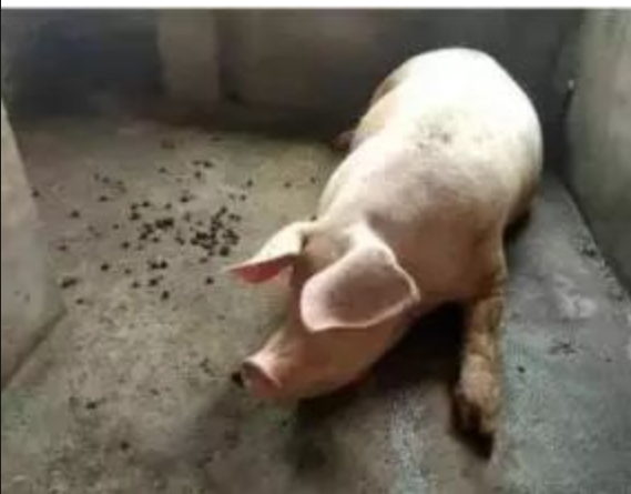 截圖20250804101148.png 截圖20250804101148.png