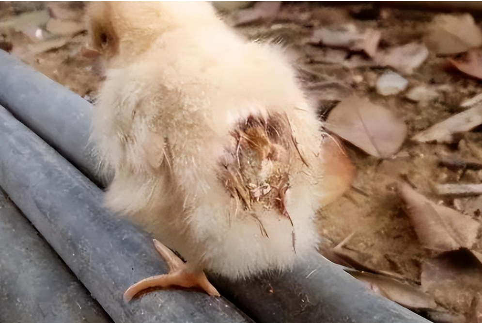 QQ圖片20250805094732.png QQ圖片20250805094732.png