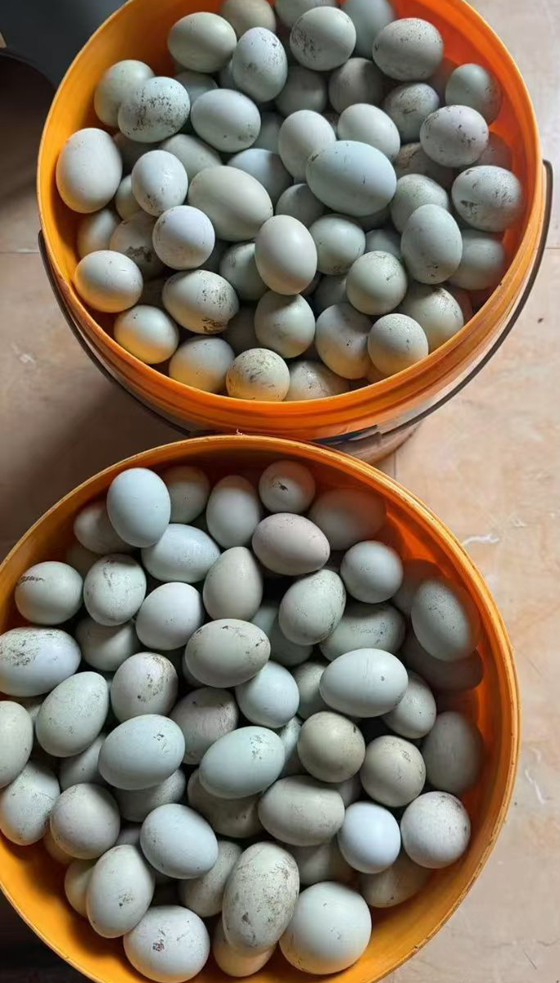 71D7D148D38FB58DDFD97B956DE9BEAE.png 71D7D148D38FB58DDFD97B956DE9BEAE.png