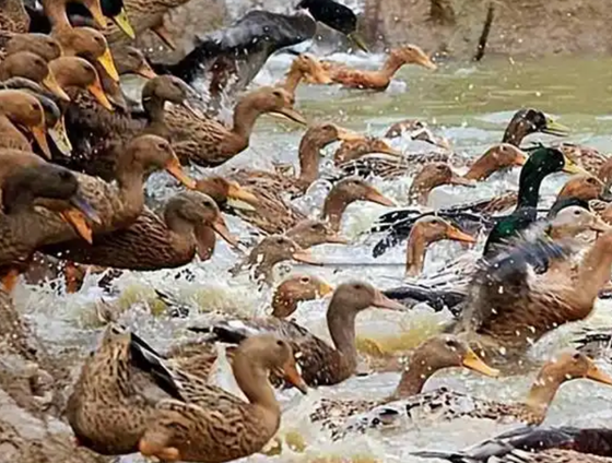 C298D939BF843B34F37BBCDE44A58773.png C298D939BF843B34F37BBCDE44A58773.png