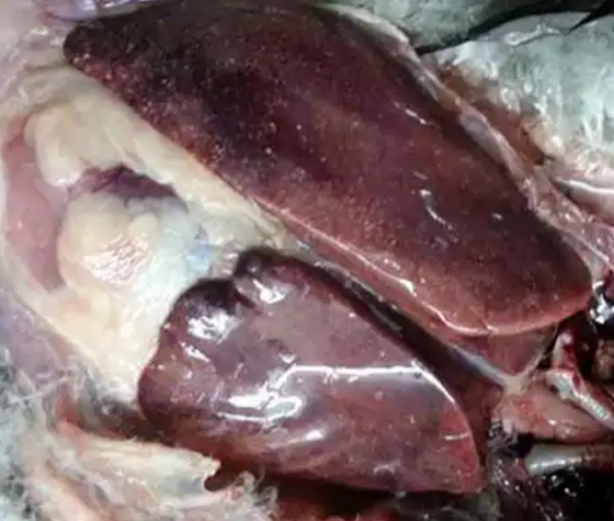 0B35D6F58307562A7CBB38B358BAD533.png 0B35D6F58307562A7CBB38B358BAD533.png