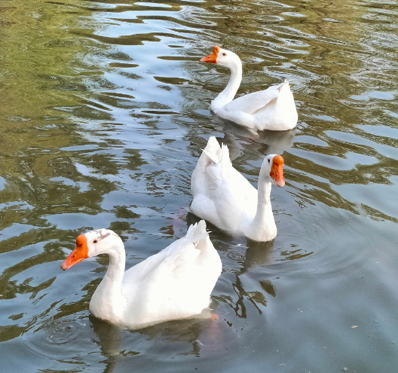 6549BFD5710C0C7066547D0C4051BBA4.png 6549BFD5710C0C7066547D0C4051BBA4.png