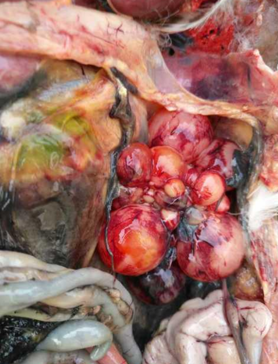 B1EFBC4675654DB2CDC7988FDC926425.png B1EFBC4675654DB2CDC7988FDC926425.png