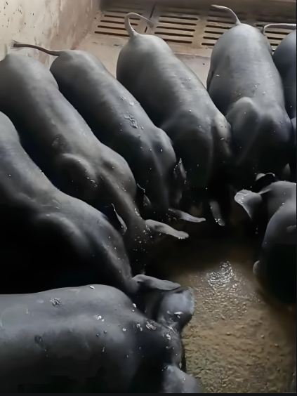 32fc9437-32fb-4faf-be3b-61eb08433730.png 32fc9437-32fb-4faf-be3b-61eb08433730.png