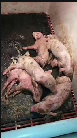 6d7b2bdb-0349-4356-9c3c-38656bbf07c7.png 6d7b2bdb-0349-4356-9c3c-38656bbf07c7.png