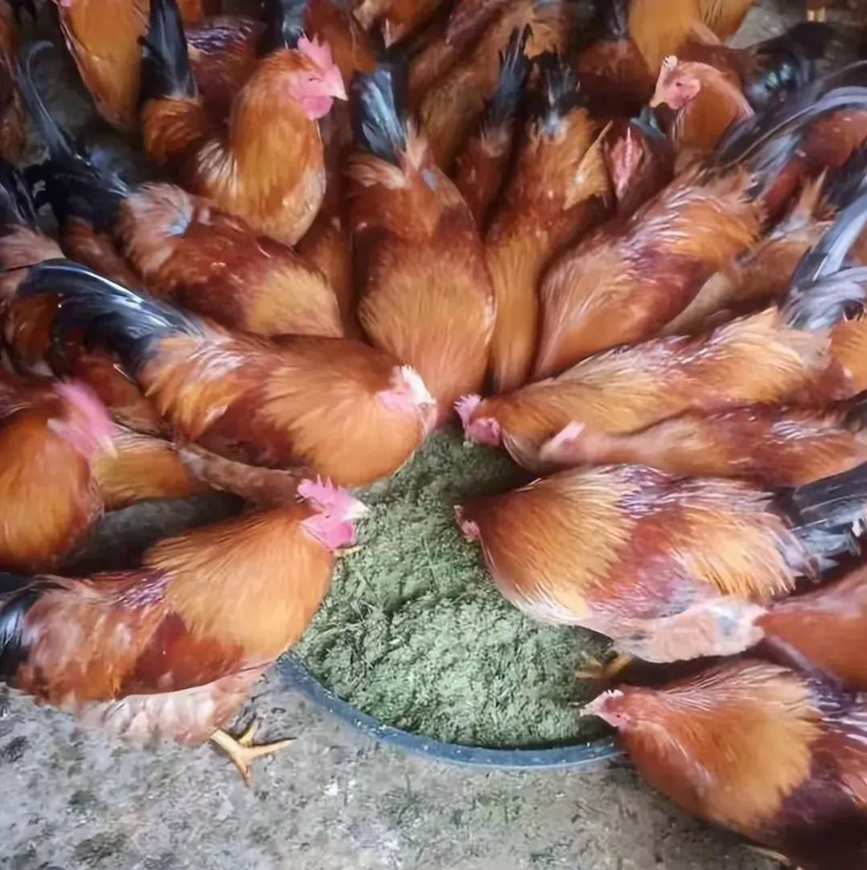 QQ圖片20250217125638.png QQ圖片20250217125638.png