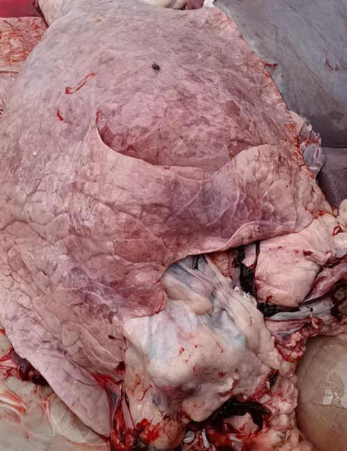 FDEF6630AB1182810F0A118776702063.png FDEF6630AB1182810F0A118776702063.png