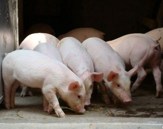 豬陰虛肝旺癥的治療-圖片版權歸惠農網所有