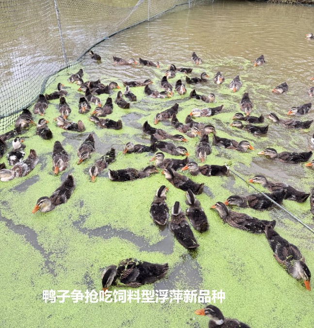 鴨子爭(zhēng)搶吃飼料型浮萍新品種.jpg 鴨子爭(zhēng)搶吃飼料型浮萍新品種.jpg
