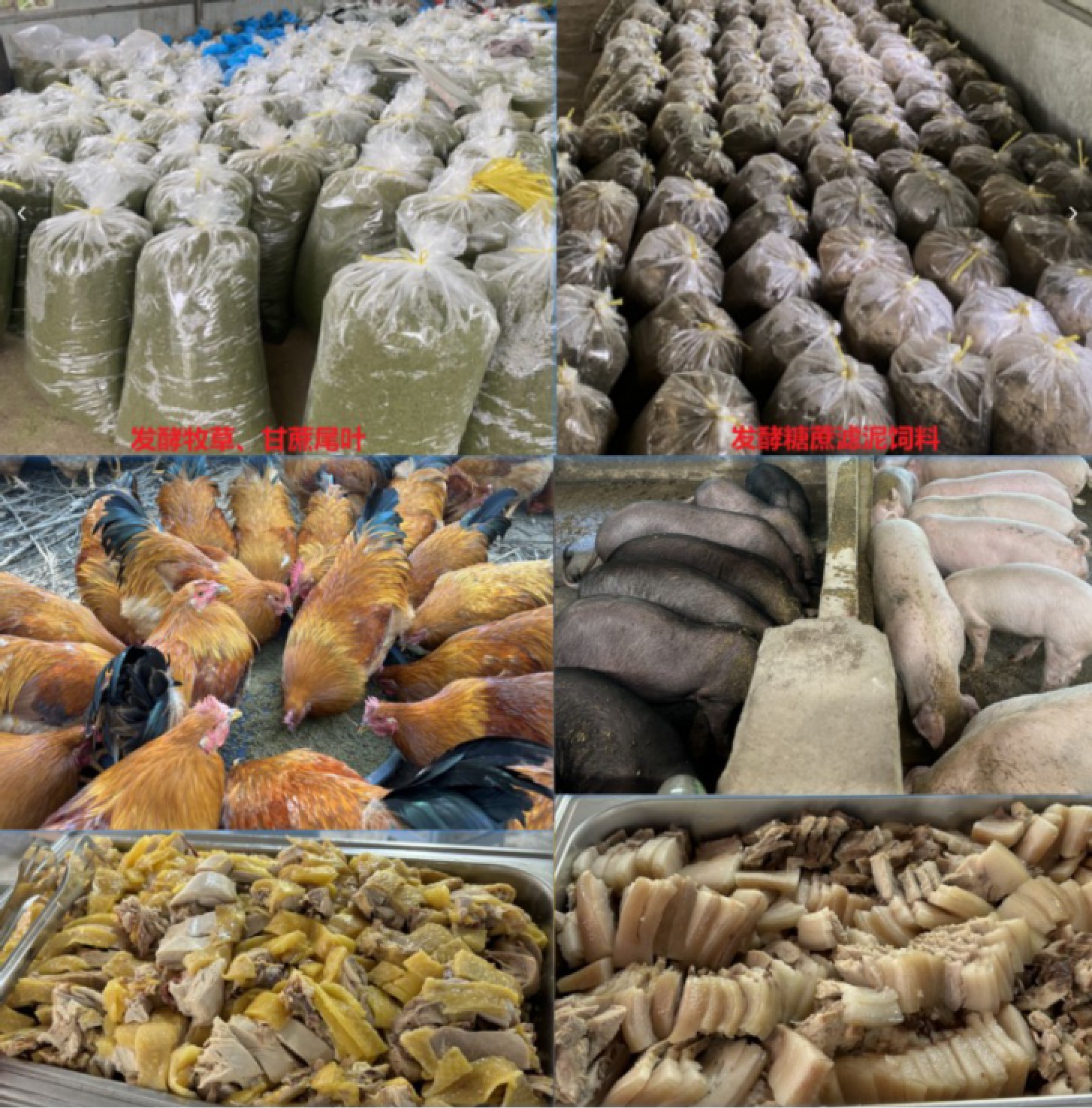 發(fā)酵飼料養(yǎng)豬雞.jpg 發(fā)酵飼料養(yǎng)豬雞.jpg