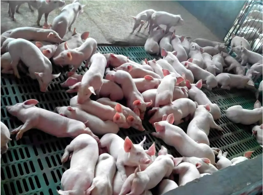 截圖20250324143946.png 截圖20250324143946.png