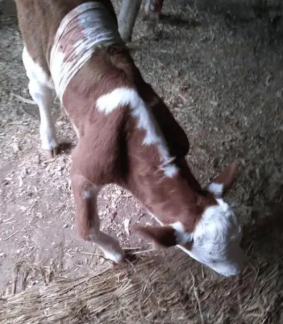 QQ圖片20251111103800.png QQ圖片20251111103800.png