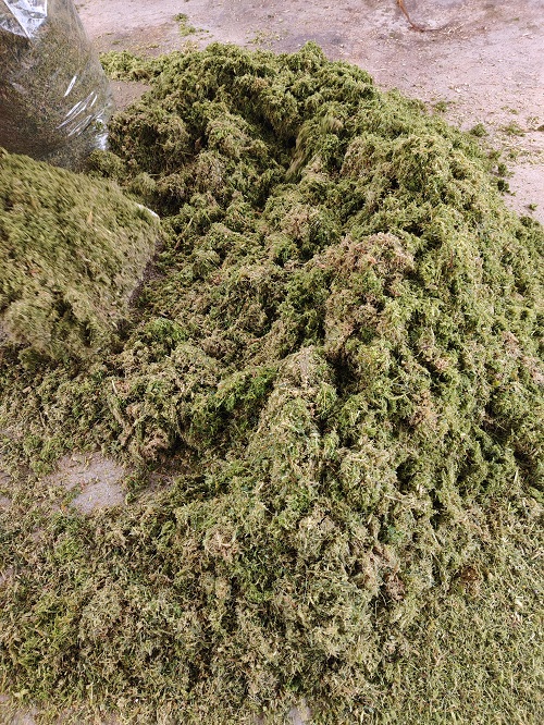 牧草4.jpg 牧草4.jpg