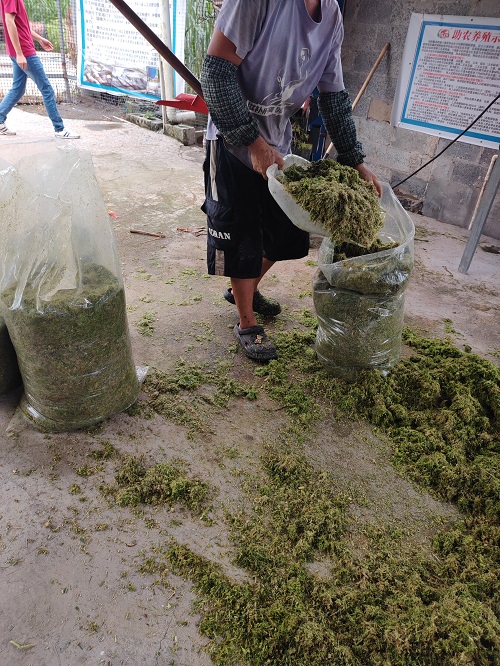 牧草5.jpg 牧草5.jpg