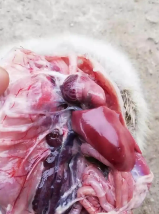 QQ圖片20251125124447.png QQ圖片20251125124447.png