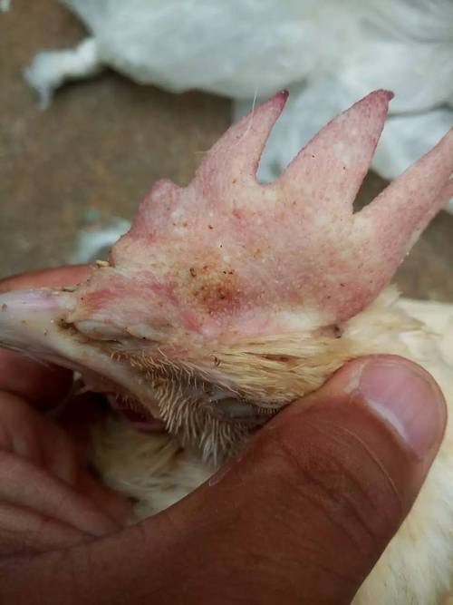 微信圖片_20251208091105.jpg 微信圖片_20251208091105.jpg