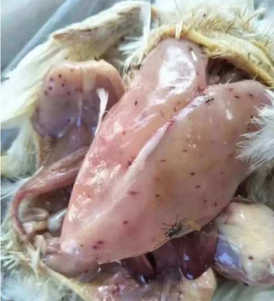 微信截圖_20251208091049.jpg 微信截圖_20251208091049.jpg