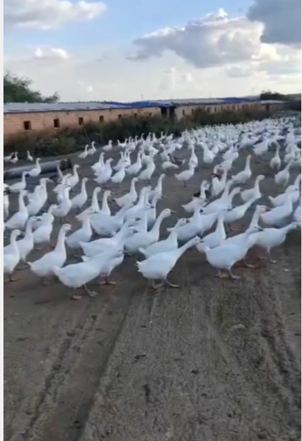 QQ圖片20220923100533.png鵝.png QQ圖片20220923100533.png鵝.png