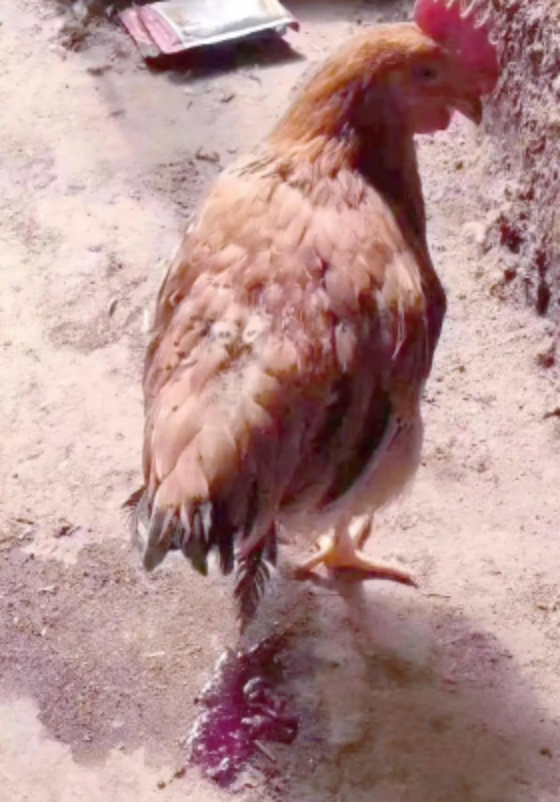 QQ圖片20251217104448.png QQ圖片20251217104448.png