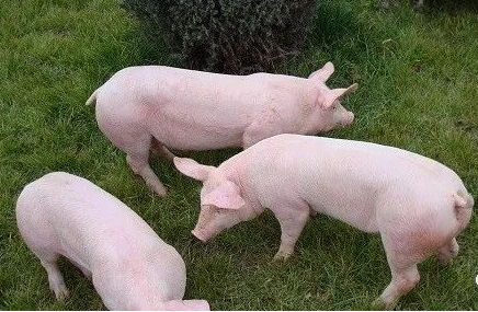 QQ圖片20251217122222.png QQ圖片20251217122222.png