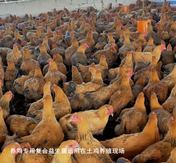 養(yǎng)雞專用復(fù)合益生菌運(yùn)用在土雞養(yǎng)殖現(xiàn)場.jpg