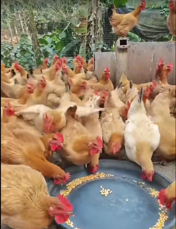 玉米粒喂雞.png 玉米粒喂雞.png