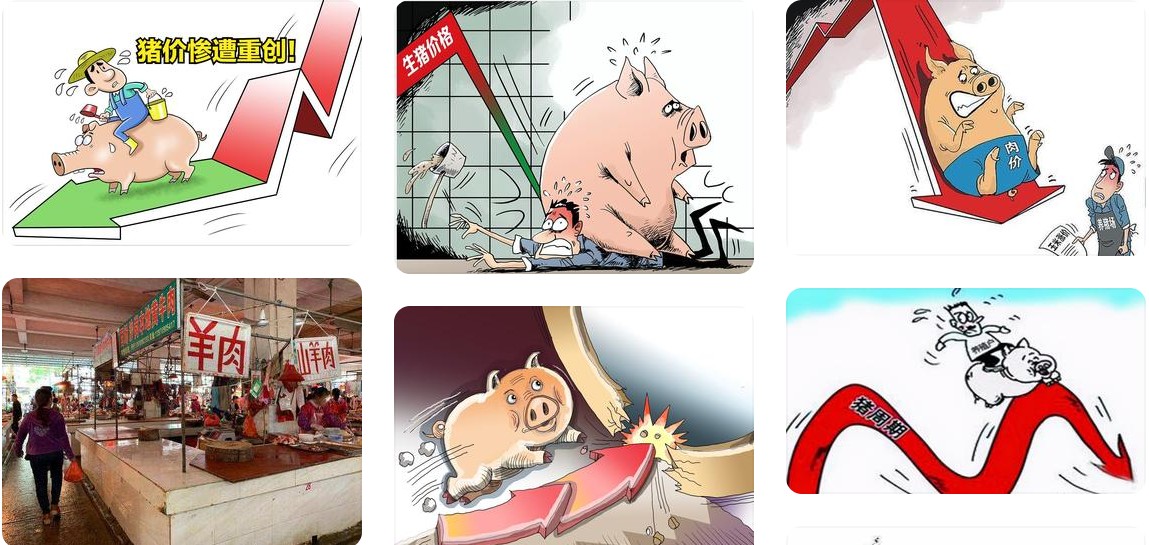 豬價低迷.jpg