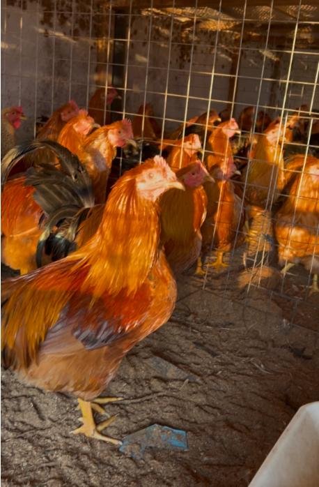 截圖20250205161355.png 截圖20250205161355.png