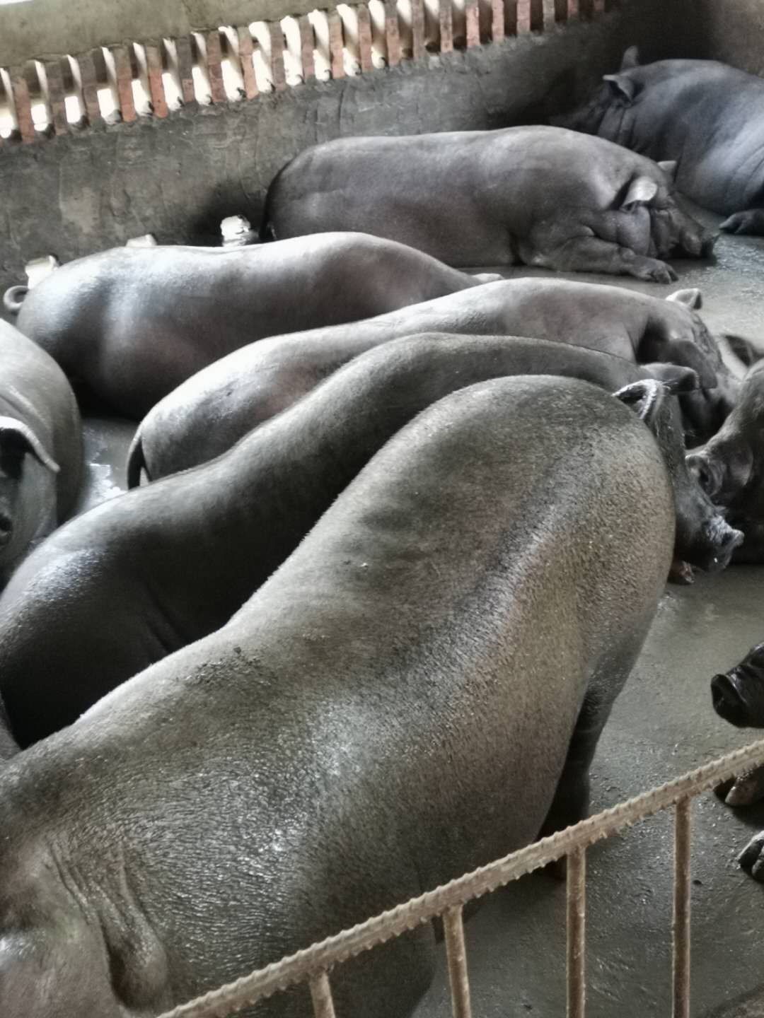 發(fā)酵中草藥養(yǎng)黑豬8.jpg 發(fā)酵中草藥養(yǎng)黑豬8.jpg