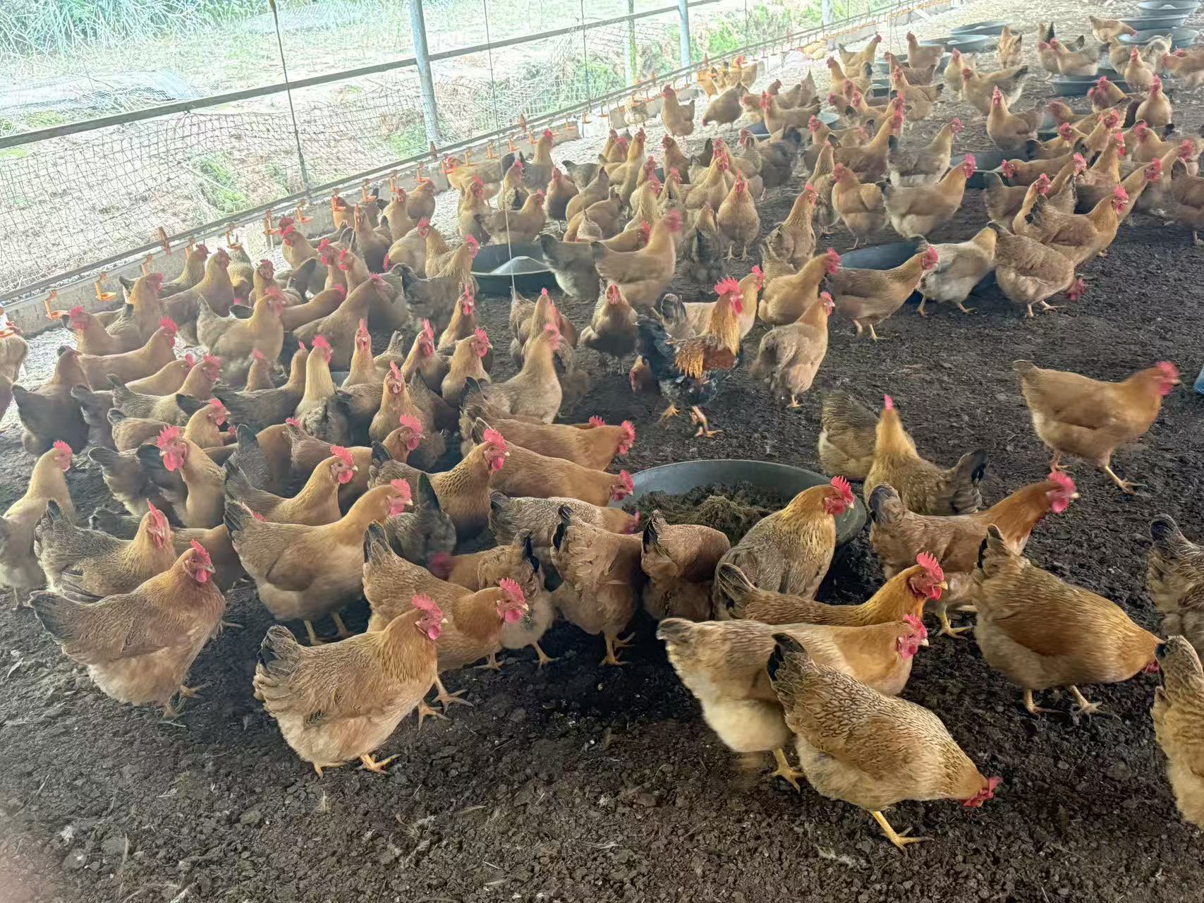 QQ圖片20260116104415.jpg QQ圖片20260116104415.jpg