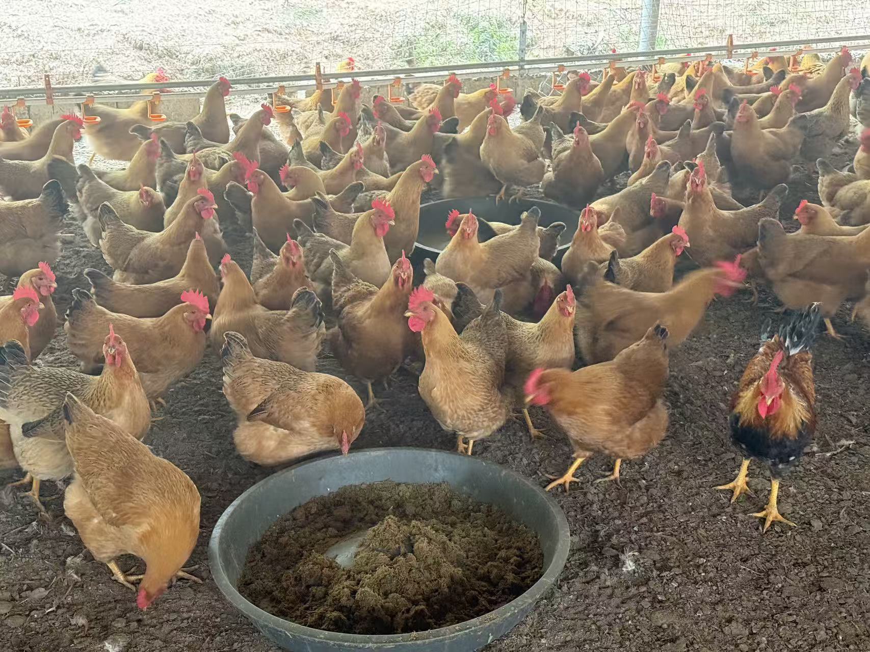 QQ圖片20260116104409.jpg QQ圖片20260116104409.jpg