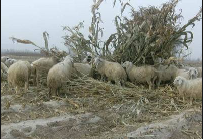 干草1.png 干草1.png