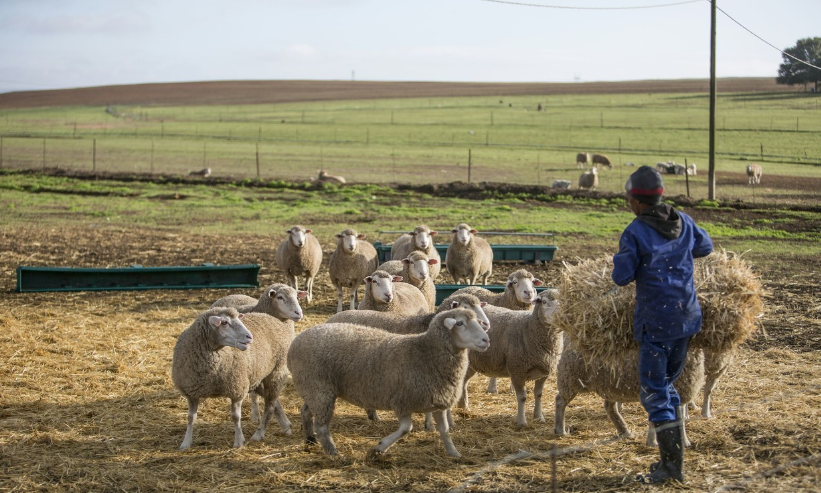 干草.png 干草.png