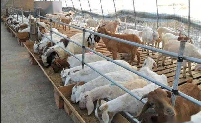 干草4.png 干草4.png