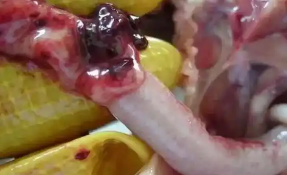 QQ圖片20260311102120.png QQ圖片20260311102120.png